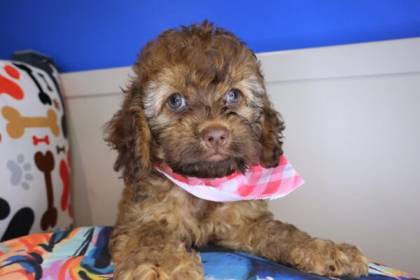 Luella Cockapoo 01