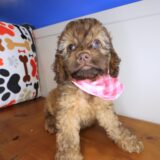 Luella Cockapoo 03