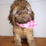 Luella Cockapoo 04