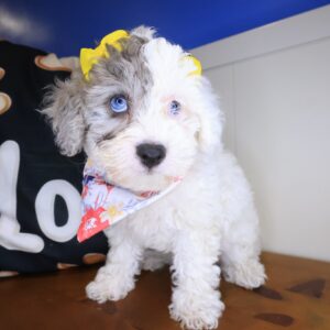 Madame Poodle 01 Madame Poodle 01