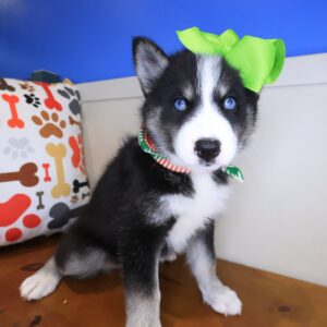Majest Pomsky 01 Majest Pomsky 01