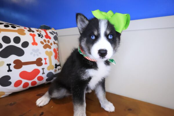 Majest Pomsky 01