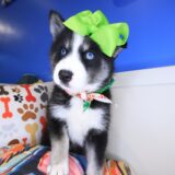 Majest Pomsky 02