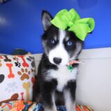 Majest Pomsky 04