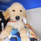 Marilyn Golden Retriever 01