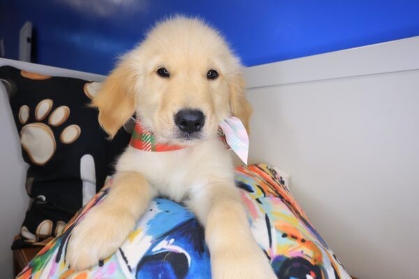 Marilyn Golden Retriever 01