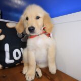 Marilyn Golden Retriever 02