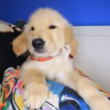 Marilyn Golden Retriever 03