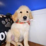 Marilyn Golden Retriever 04