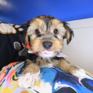 Marshall Yorkiepoo 01 Marshall Yorkiepoo 01