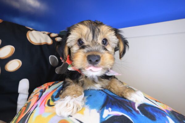 Marshall Yorkiepoo 01