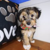 Marshall Yorkiepoo 02
