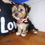 Marshall Yorkiepoo 04
