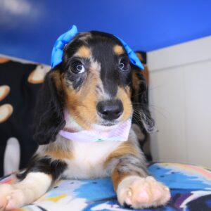 Mary Jane Dachshund 01 Mary Jane Dachshund 01
