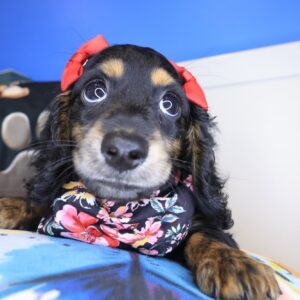 Maxx Dachshund 01 Maxx Dachshund 01