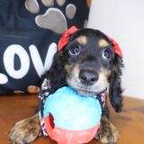 Maxx Dachshund 03