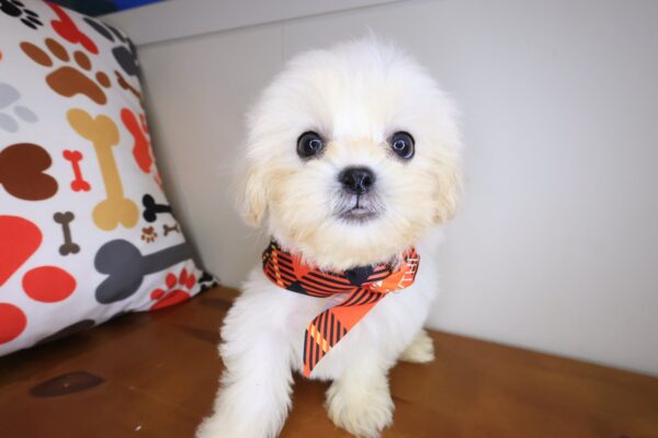 Maxx Teddy Bear 01