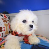 Maxx Teddy Bear 03