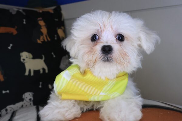 Melville Maltese 01