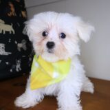 Melville Maltese 02