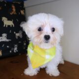 Melville Maltese 03
