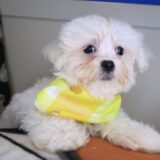 Melville Maltese 04