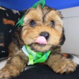 Mignon Yorkiepoo 01