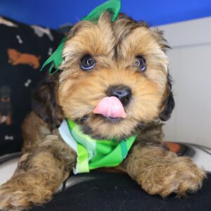 Mignon Yorkiepoo 01