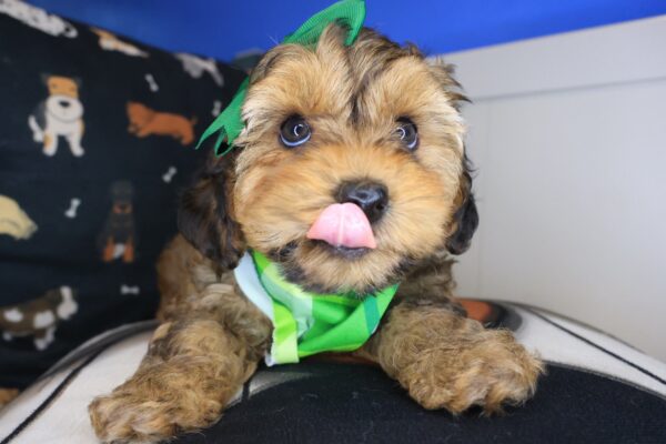 Mignon Yorkiepoo 01