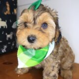 Mignon Yorkiepoo 02