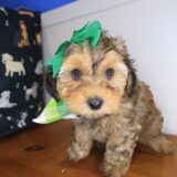 Mignon Yorkiepoo 03