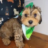 Mignon Yorkiepoo 04