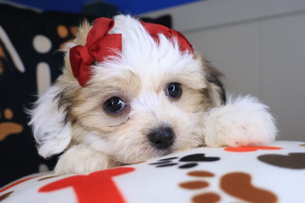Minnie Teddy Bear 01