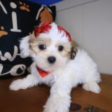 Minnie Teddy Bear 02