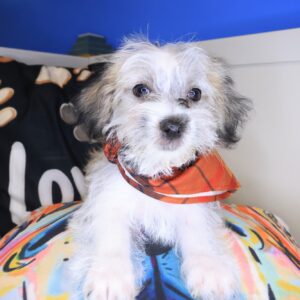 Miro Morkie 01 Miro Morkie 01