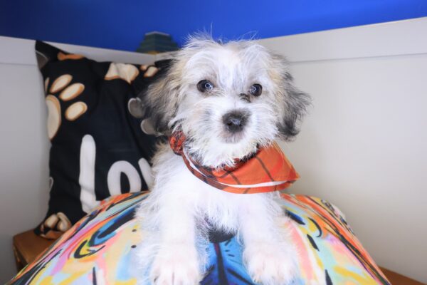 Miro Morkie 01