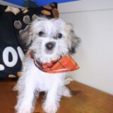 Miro Morkie 02