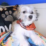 Miro Morkie 04