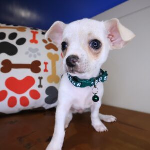 Moonshine Chihuahua 01 Moonshine Chihuahua 01