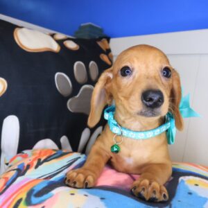 Moxy Dachshund 01 Moxy Dachshund 01