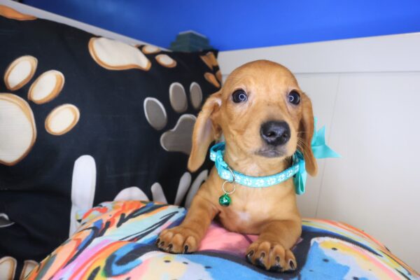 Moxy Dachshund 01
