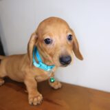 Moxy Dachshund 02