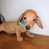Moxy Dachshund 03