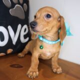 Moxy Dachshund 04