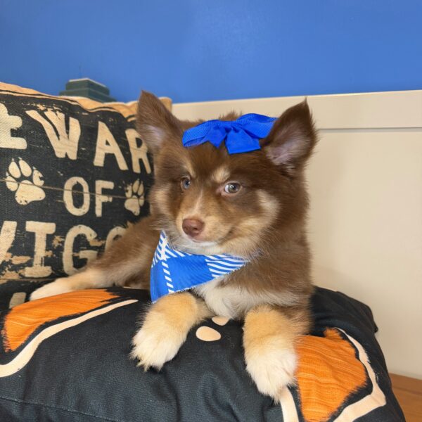 Mudkip Pomsky 01