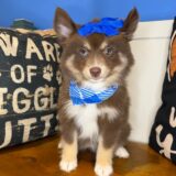 Mudkip Pomsky 02