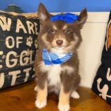 Mudkip Pomsky 04