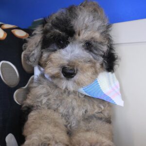 Muffet Goldendoodle 01 Muffet Goldendoodle 01