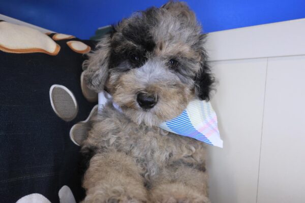 Muffet Goldendoodle 01