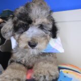 Muffet Goldendoodle 03